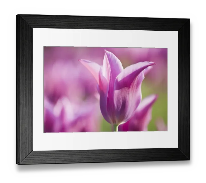 Framed Print : Tulip Dolls Minuet, hybrid (Tulipa) cultivated, Schwerin, Germany Framed Print : Tulip Dolls Minuet, hybrid (Tulipa) cultivated, Schwerin, Germany