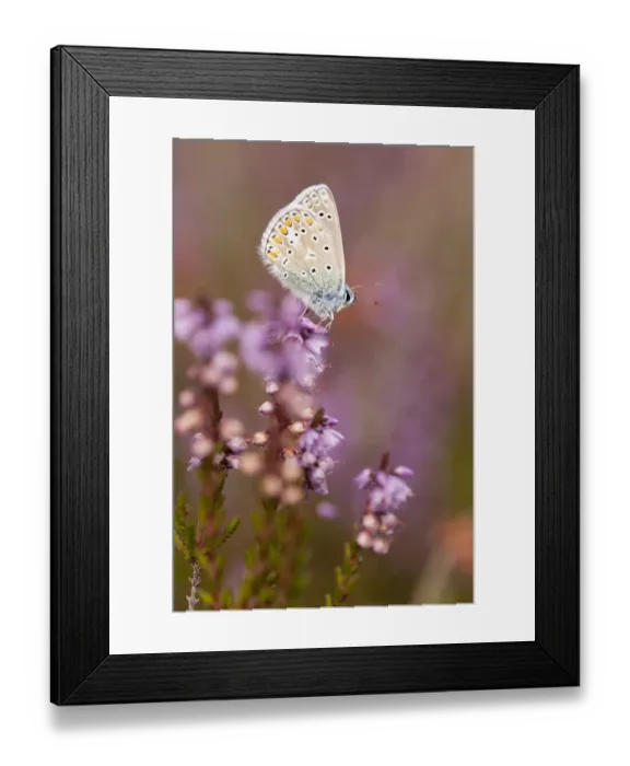 Framed Print : Common blue butterfly (Polyommatus icarus), resting on flowering heather, Arne RSPB reserve Framed Print : Common blue butterfly (Polyommatus icarus), resting on flowering heather, Arne RSPB reserve