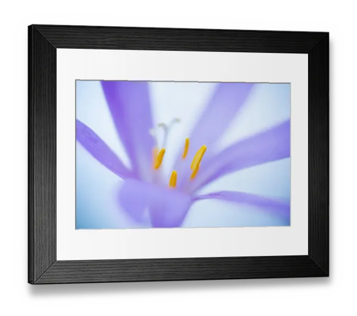 Framed Print : Close up of flower (Colchicum montanum), Leon province, Castilla y Leon, Spain. August