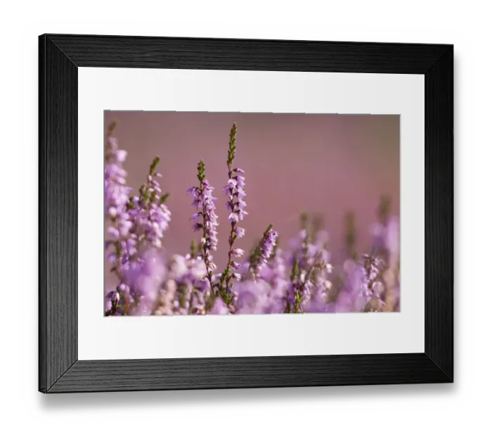 Framed Print : Common heather (Calluna vulgaris) in flower, Arne RSPB reserve, Dorset, England, UK, July Framed Print : Common heather (Calluna vulgaris) in flower, Arne RSPB reserve, Dorset, England, UK, July