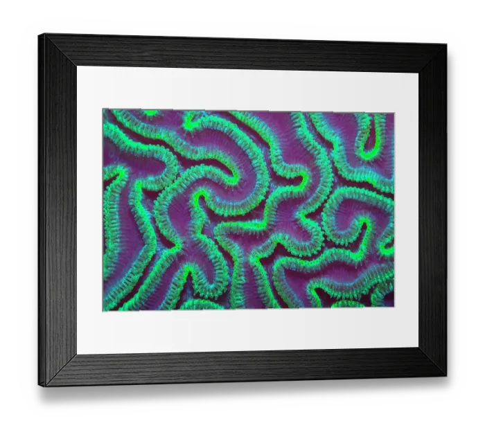 Framed Print : Grooved brain coral (Diploria labyrinthiformis) at night with polyps extended to feed, Grand Cayman, Cayman Islands, British West Indies. Caribbean Sea