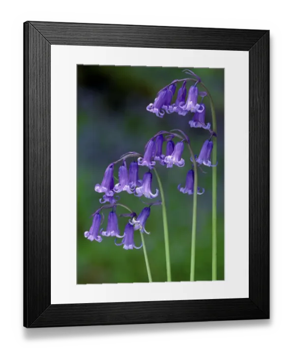 Framed Print : Bluebells (Endymion non-scriptus) flowering, Perthshire, Scotland, May Framed Print : Bluebells (Endymion non-scriptus) flowering, Perthshire, Scotland, May