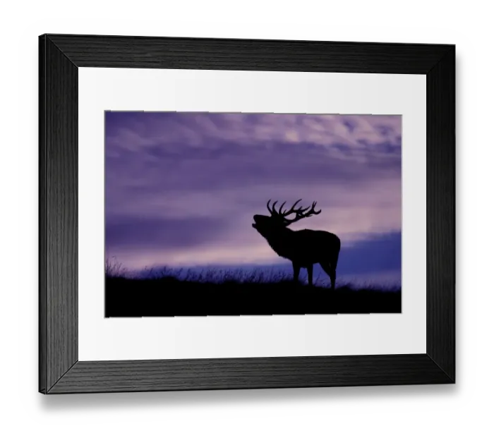 Framed Print : Red deer (Cervus elaphus) stag roaring at dusk during rutting season, Cheshire, UK Framed Print : Red deer (Cervus elaphus) stag roaring at dusk during rutting season, Cheshire, UK