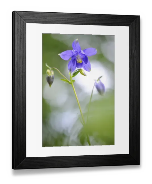 Framed Print : European columbine, (Aquilegia vulgaris) in flower