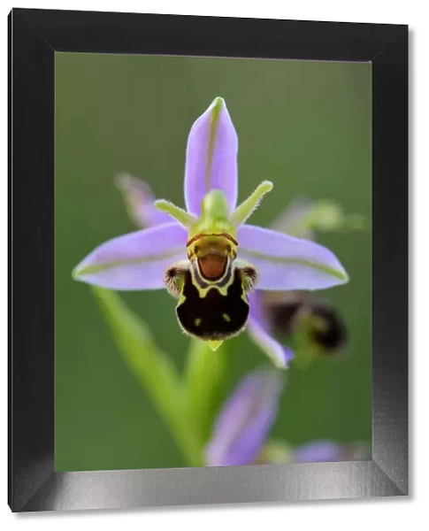 Bee Orchid (Ophrys apifera). Lorraine Regional Natural Park, Lorraine, France, June