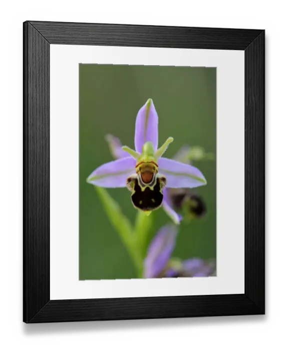 Framed Print : Bee Orchid (Ophrys apifera). Lorraine Regional Natural Park, Lorraine, France, June Framed Print : Bee Orchid (Ophrys apifera). Lorraine Regional Natural Park, Lorraine, France, June