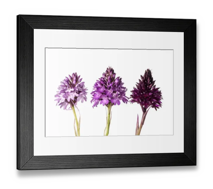 Framed Print : Pyramidal Orchid (Anacamptis pyramidalis) colour varieties. Sibillini, Umbria Italy, June