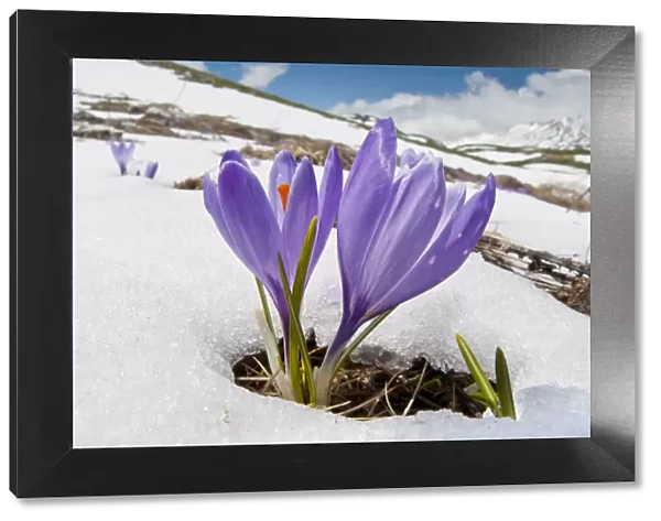 Spring Crocus (Crocus vernus) in flower in snow, Campo Imperatore, Gran Sasso, Appennines