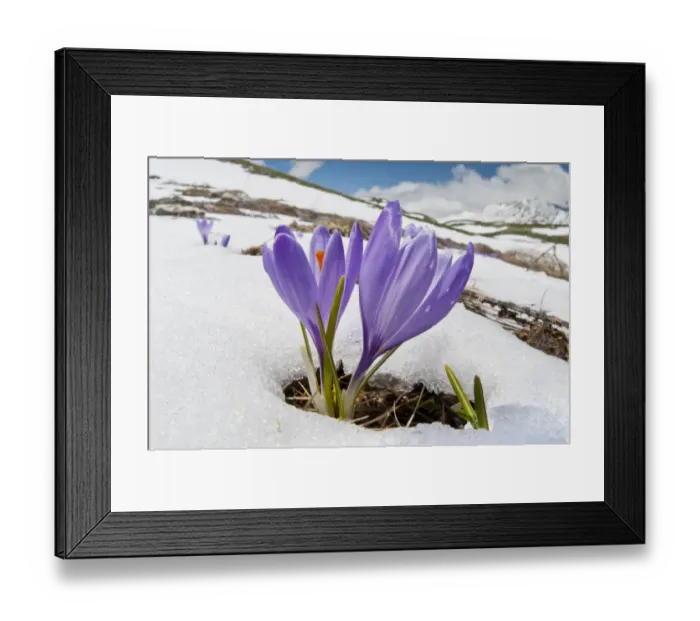 Framed Print : Spring Crocus (Crocus vernus) in flower in snow, Campo Imperatore, Gran Sasso, Appennines Framed Print : Spring Crocus (Crocus vernus) in flower in snow, Campo Imperatore, Gran Sasso, Appennines