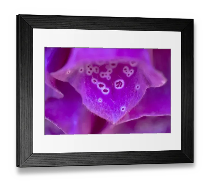 Framed Print : Foxglove (Digitalis purpurea) flower detail, Devon, UK. June Framed Print : Foxglove (Digitalis purpurea) flower detail, Devon, UK. June