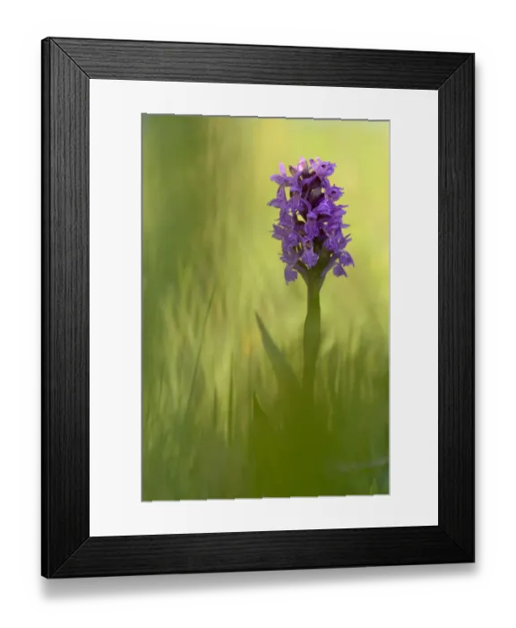 Framed Print : Irish march orchid (Dactylorhiza majalis) in flower, Sainte Marguerite, France, May Framed Print : Irish march orchid (Dactylorhiza majalis) in flower, Sainte Marguerite, France, May