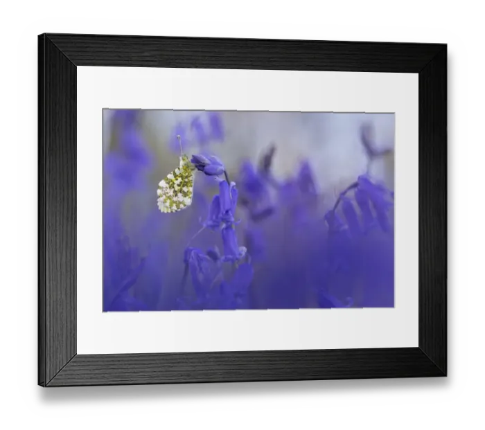 Framed Print : Orange Tip Butterfly (Anthocharis cardamines) male resting on Bluebell (Endymion Framed Print : Orange Tip Butterfly (Anthocharis cardamines) male resting on Bluebell (Endymion