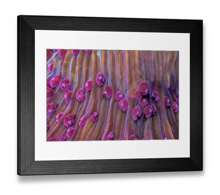 Framed Print : Purple short tentacle mushroom coral (Fungia sp. ) close up of polyps. Lembeh Strait Framed Print : Purple short tentacle mushroom coral (Fungia sp. ) close up of polyps. Lembeh Strait