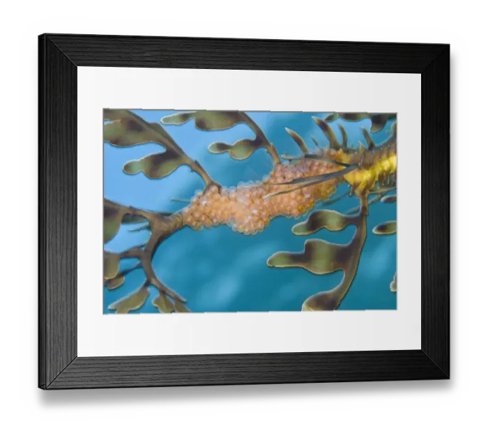 Framed Print : A batch of Leafy Seadragon (Phycodurus eques) eggs on the tail of a male Framed Print : A batch of Leafy Seadragon (Phycodurus eques) eggs on the tail of a male