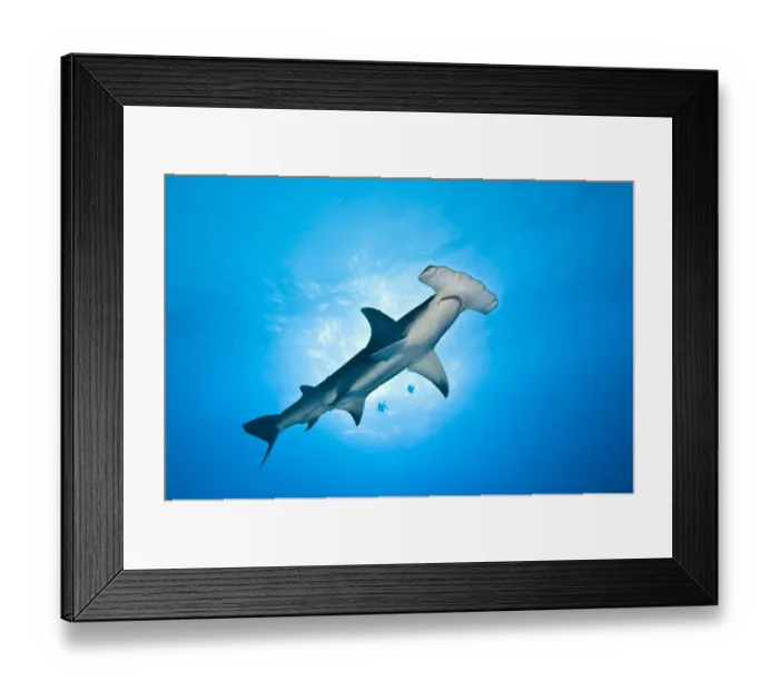 Framed Print : A large Great hammerhead shark (Sphyrna mokarran), about 4m in length, cruises overhead