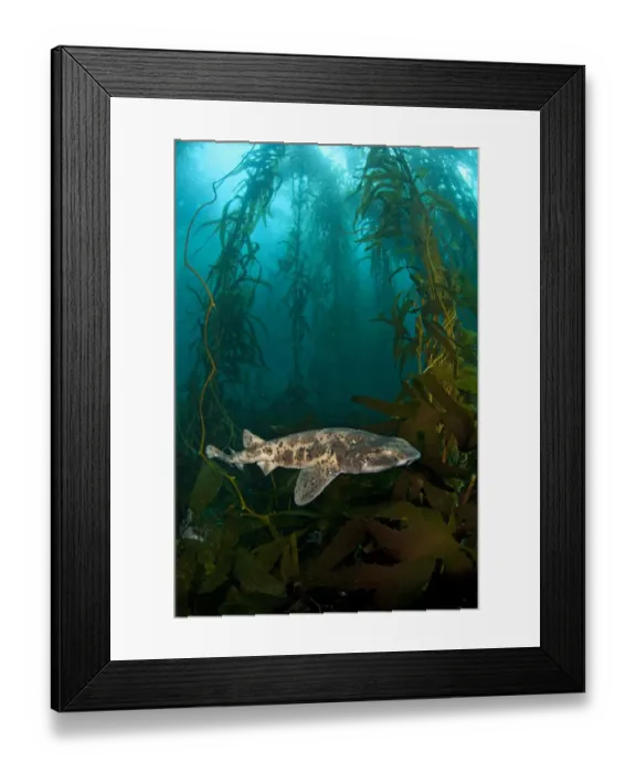 Framed Print : Draughtsboard Shark / Australian Swellshark (Cephaloscyllium laticeps) swims through Framed Print : Draughtsboard Shark / Australian Swellshark (Cephaloscyllium laticeps) swims through