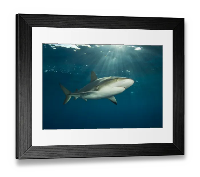 Framed Print : Caribbean reef shark (Carcharhinus perezi) at the surface at dusk. Grand Bahama, Bahamas Framed Print : Caribbean reef shark (Carcharhinus perezi) at the surface at dusk. Grand Bahama, Bahamas