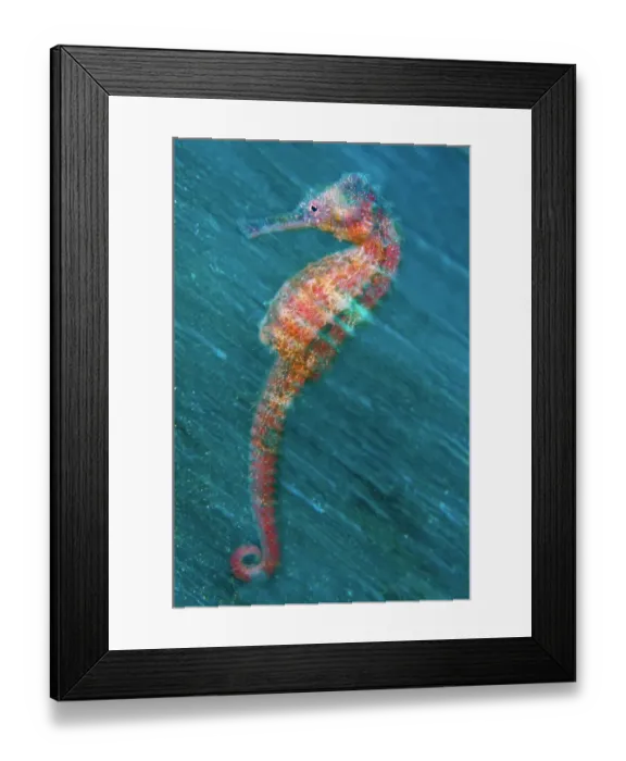 Framed Print : In-camera motion blur image of a female Yellow Seahorse (Hippocampus kuda). Lembeh Strait, Sulawesi, Indonesia, Molluca Sea, March Framed Print : In-camera motion blur image of a female Yellow Seahorse (Hippocampus kuda). Lembeh Strait, Sulawesi, Indonesia, Molluca Sea, March