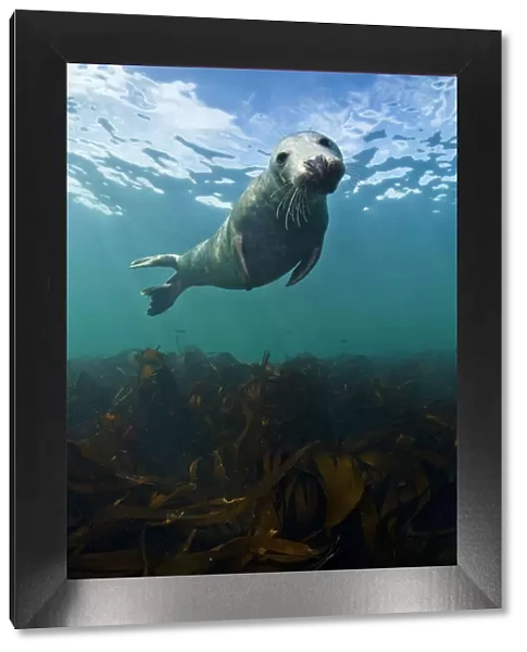 Grey seal (Halichoerus grypus) portrait underwater, Farne Islands, Northumberland