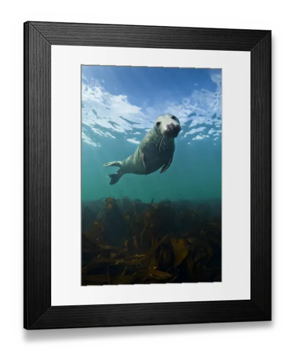 Framed Print : Grey seal (Halichoerus grypus) portrait underwater, Farne Islands, Northumberland
