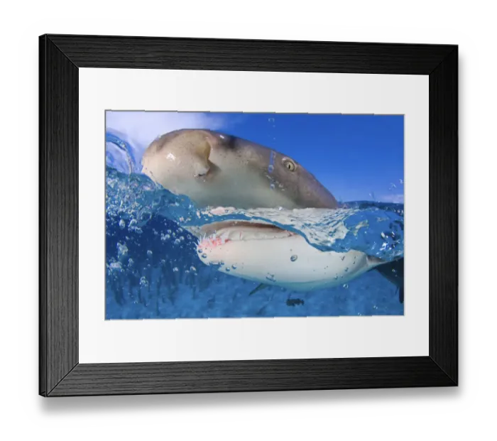Framed Print : Lemon shark (Negaprion brevirostris) at the surface, split level Framed Print : Lemon shark (Negaprion brevirostris) at the surface, split level
