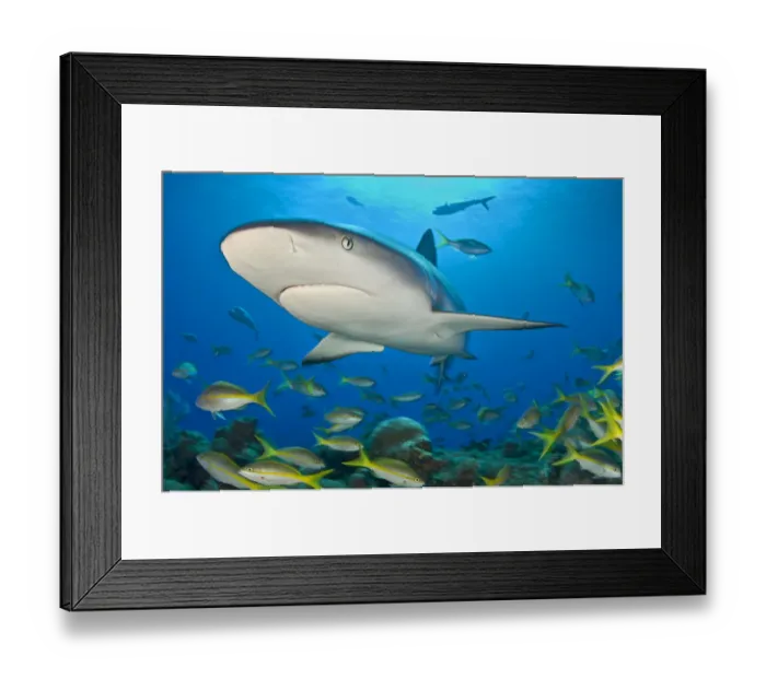 Framed Print : Caribbean reef shark (Carcharhinus perezi) bursts through the middle of a school Framed Print : Caribbean reef shark (Carcharhinus perezi) bursts through the middle of a school