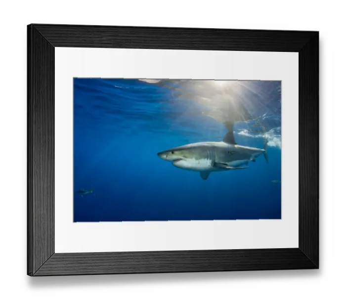 Framed Print : Male Great white shark (Carcharodon carcharias) with sunrays, Guadalupe Island, Mexico Framed Print : Male Great white shark (Carcharodon carcharias) with sunrays, Guadalupe Island, Mexico