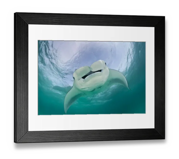 Framed Print : Manta ray (Manta birostris) feeding on plankton in a shallow lagoon. Hanifaru Lagoon Framed Print : Manta ray (Manta birostris) feeding on plankton in a shallow lagoon. Hanifaru Lagoon