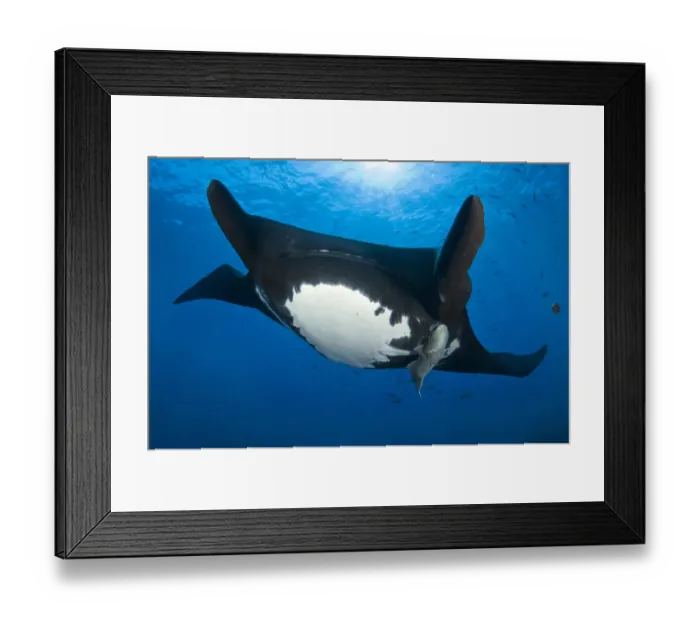 Framed Print : Giant Pacific Manta Ray (Manta birostris) portrait with Remora fish (Echeneididae) Roca Partida Framed Print : Giant Pacific Manta Ray (Manta birostris) portrait with Remora fish (Echeneididae) Roca Partida