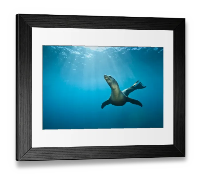 Framed Print : California Sea lion (Zalophus californianus) swimming in open water. La Paz, Baja California Mexico Framed Print : California Sea lion (Zalophus californianus) swimming in open water. La Paz, Baja California Mexico