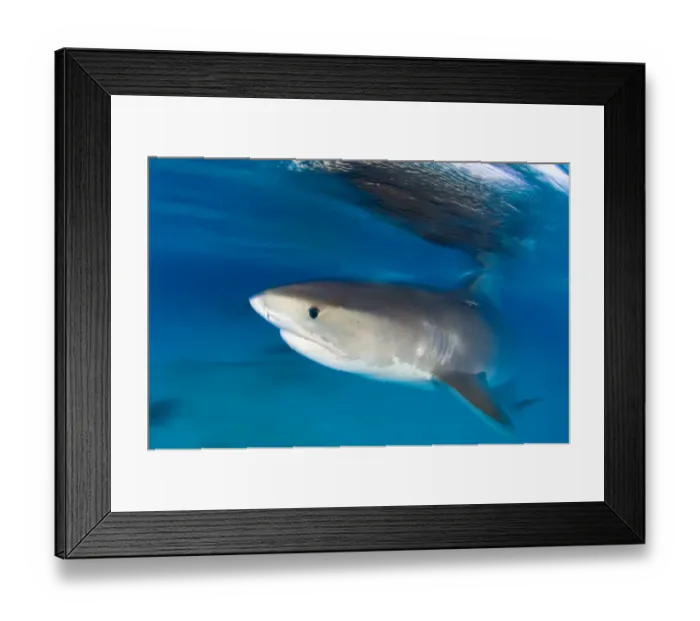 Framed Print : A long exposure of a Tiger Shark (Galeocerdo cuvier) portrait, at the surface at dusk Framed Print : A long exposure of a Tiger Shark (Galeocerdo cuvier) portrait, at the surface at dusk