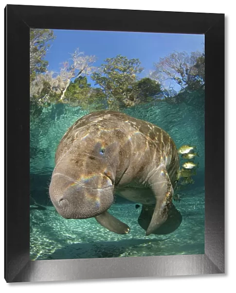 Florida manatee (Trichechus manatus latirostrus) being cleaned by blue gill sunfish