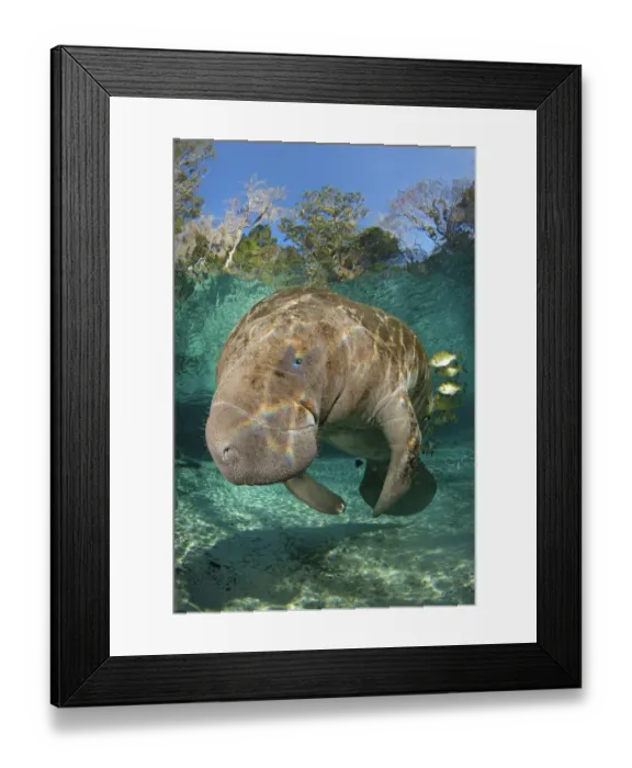Framed Print : Florida manatee (Trichechus manatus latirostrus) being cleaned by blue gill sunfish Framed Print : Florida manatee (Trichechus manatus latirostrus) being cleaned by blue gill sunfish