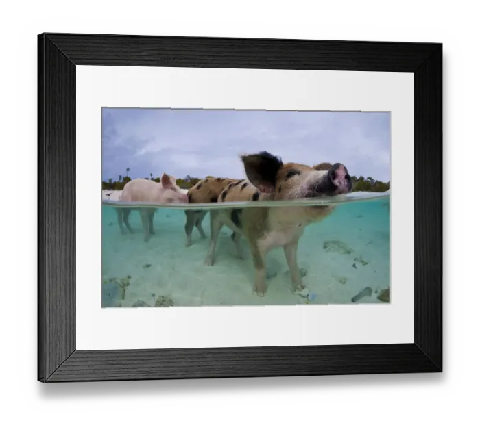 Framed Print : A family group of domestic pigs (Sus domestica) bathing in the sea. Exuma Cays, Bahamas Framed Print : A family group of domestic pigs (Sus domestica) bathing in the sea. Exuma Cays, Bahamas