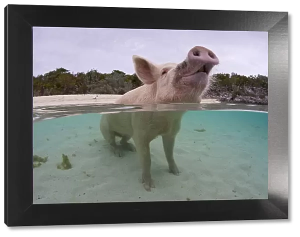 Portrait of a domestic pig (Sus domestica) sitting in the sea. Exuma Cays, Bahamas
