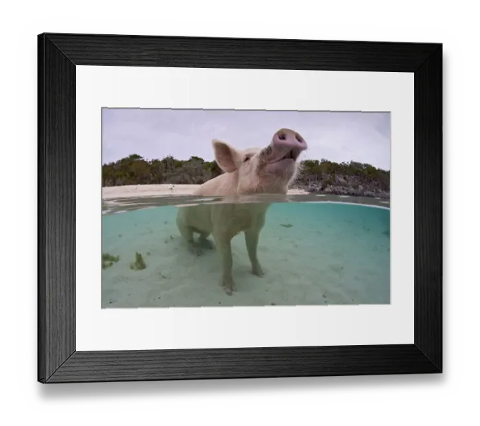 Framed Print : Portrait of a domestic pig (Sus domestica) sitting in the sea. Exuma Cays, Bahamas Framed Print : Portrait of a domestic pig (Sus domestica) sitting in the sea. Exuma Cays, Bahamas