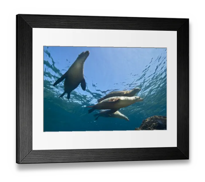 Framed Print : A group of adult female California sealions (Zalophus californianus) bask in the sun at the surface Framed Print : A group of adult female California sealions (Zalophus californianus) bask in the sun at the surface