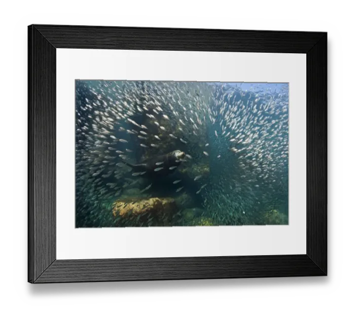 Framed Print : A bull California sealion (Zalophus californianus) bursting through a school of baitfish Framed Print : A bull California sealion (Zalophus californianus) bursting through a school of baitfish
