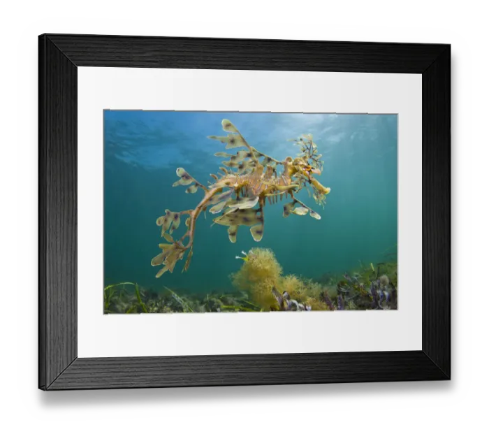 Framed Print : A Leafy Seadragon (Phycodurus eques), photographed from below. Wool Bay Jetty, Edithburgh Framed Print : A Leafy Seadragon (Phycodurus eques), photographed from below. Wool Bay Jetty, Edithburgh