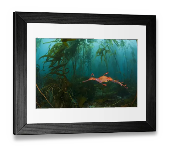 Framed Print : A male Weedy Seadragon (Phyllopteryx taeniolatus) carrying eggs along tail swims through a Kelp Framed Print : A male Weedy Seadragon (Phyllopteryx taeniolatus) carrying eggs along tail swims through a Kelp