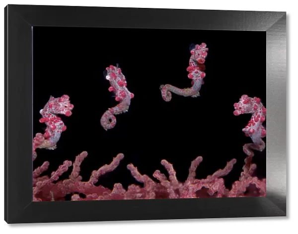 A digital composite of a Pygmy Seahorse (Hippocampus bargibanti