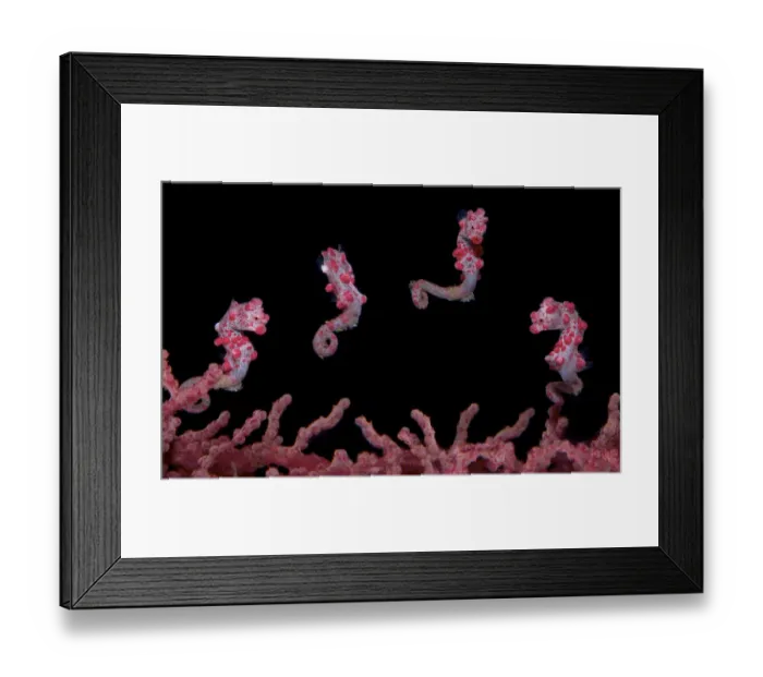 Framed Print : A digital composite of a Pygmy Seahorse (Hippocampus bargibanti Framed Print : A digital composite of a Pygmy Seahorse (Hippocampus bargibanti
