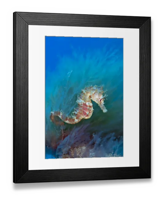 Framed Print : A female Spiny Seahorse (Hippocampus guttulatus) in weeds. Sardina, Gran Canaria Framed Print : A female Spiny Seahorse (Hippocampus guttulatus) in weeds. Sardina, Gran Canaria
