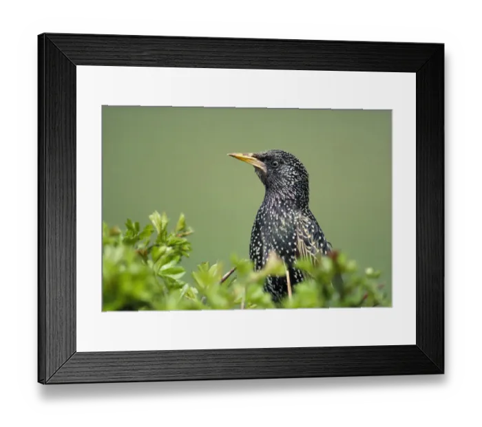 Framed Print : Starling (Sturnus vulgaris) perched on top of hawthorn hedge, Berwickshire, Scotland, May Framed Print : Starling (Sturnus vulgaris) perched on top of hawthorn hedge, Berwickshire, Scotland, May