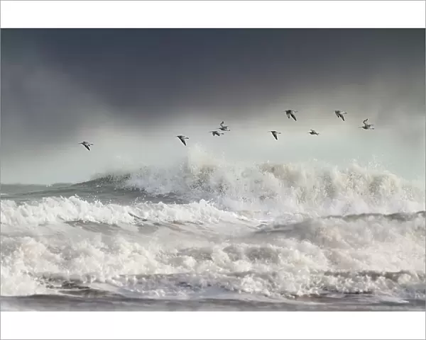 Curlews (Numenius arquata) group flying over the sea during storm. Wales, UK December. Highly commended, Habitat division, British Wildlife Photography Awards (BWPA) competition 2012