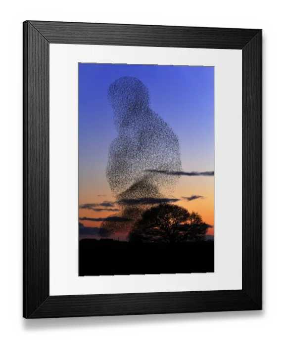 Framed Print : Common starling (Sturnus vulgaris) flock at dusk engaging in pre-roost display, Dumfries-shire Framed Print : Common starling (Sturnus vulgaris) flock at dusk engaging in pre-roost display, Dumfries-shire