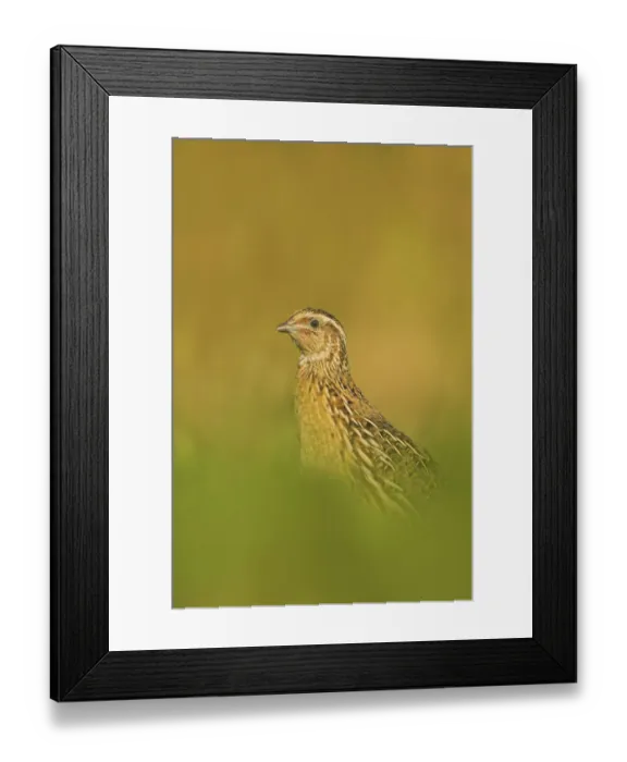 Framed Print : Quail (Coturnix coturnix) in long grass, Lancashire, UK October Framed Print : Quail (Coturnix coturnix) in long grass, Lancashire, UK October