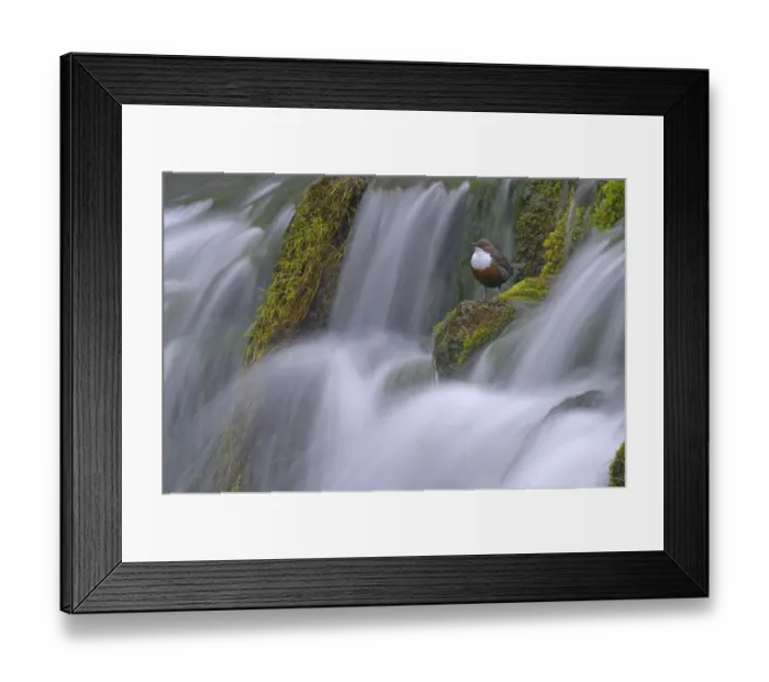 Framed Print : Dipper (Cinclus cinclus) perched on moss covered waterfall, Derbyshire, UK