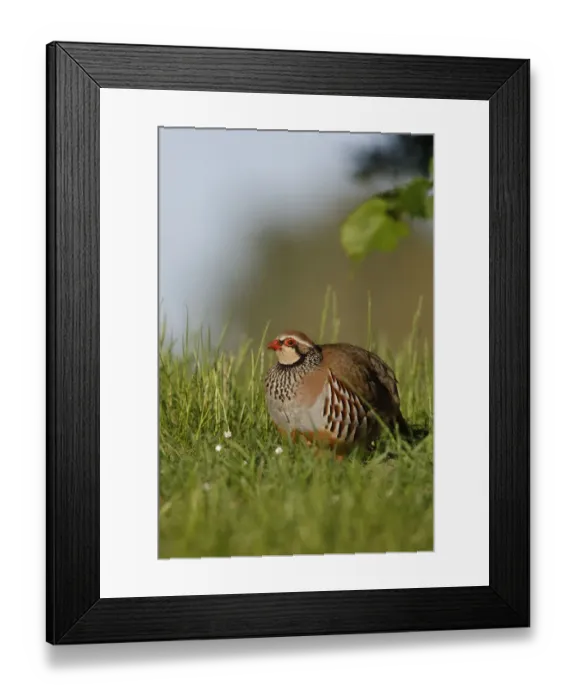 Framed Print : Red Legged Partridge {Alectoris rufa} Norfolk, UK Framed Print : Red Legged Partridge {Alectoris rufa} Norfolk, UK