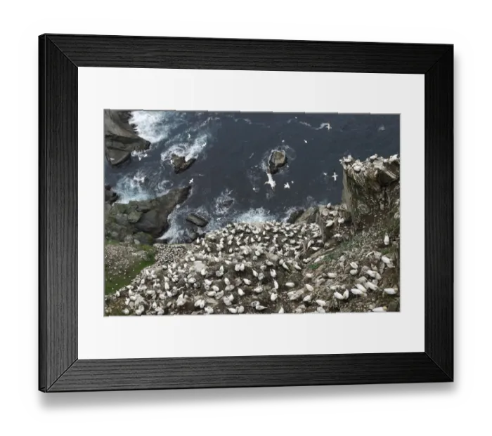 Framed Print : Looking down cliffs onto Northern gannet (Morus bassanus) colony, Noup of Noss Nature Reserve Framed Print : Looking down cliffs onto Northern gannet (Morus bassanus) colony, Noup of Noss Nature Reserve